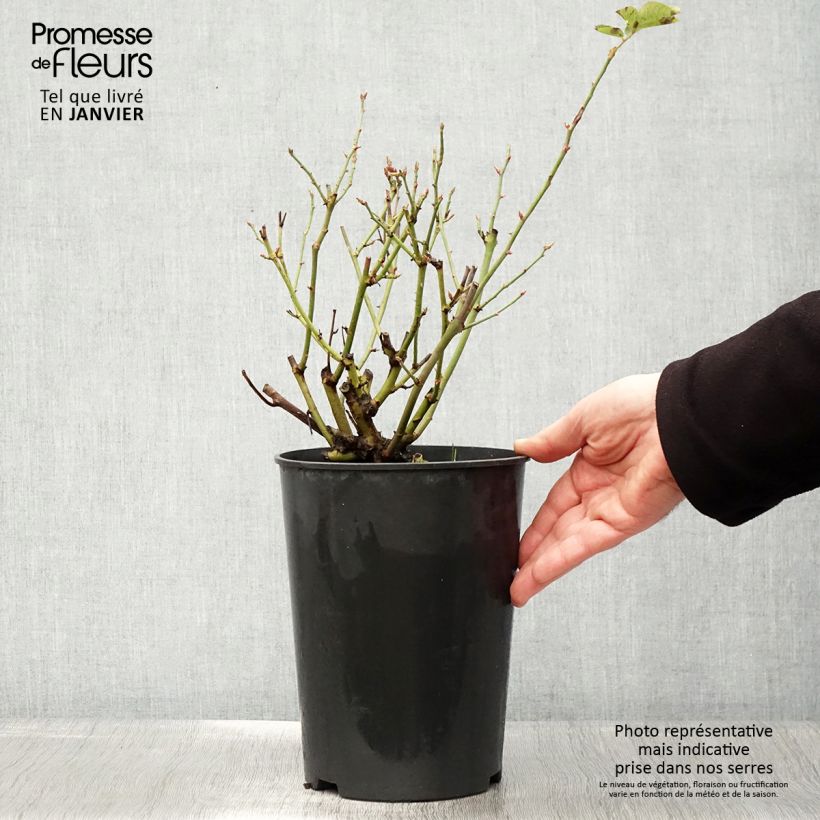 Example of Rosa Souvenir du Docteur Jamain - Historische roos Pot van 4 l/5 l as you get in hiver