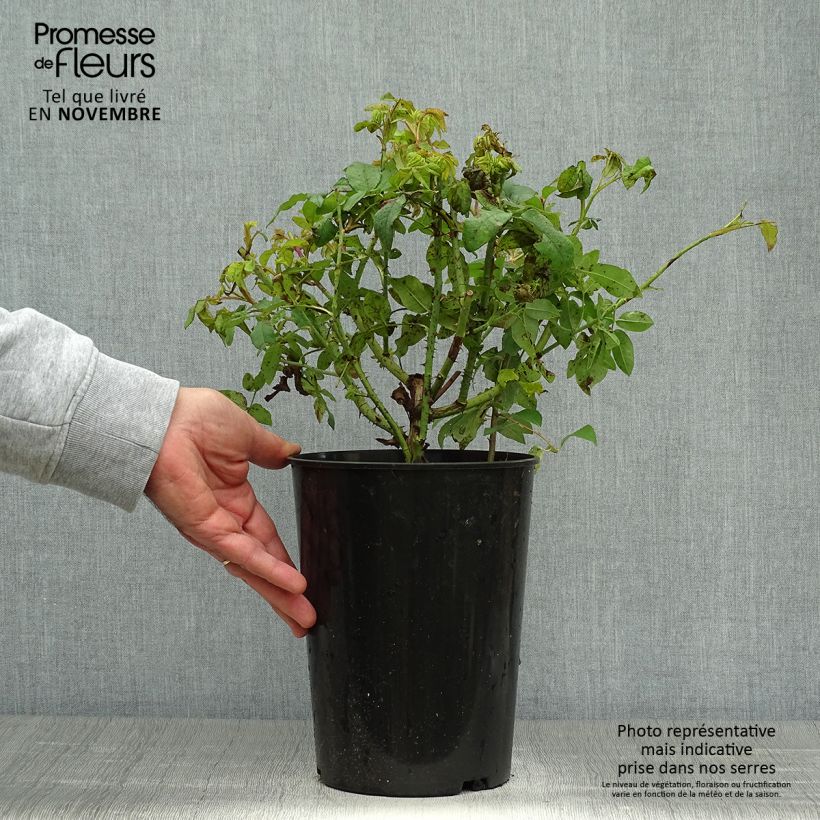 Exemplaar van Rosa Variegata di Bologna - Historische roos Pot van 4 l/5 l zoals geleverd in de herfst