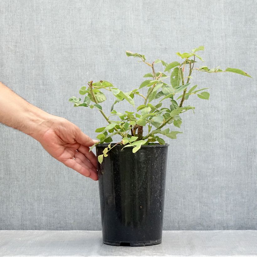 Exemplaar van Rosa William Lobb - Historische roos Pot van 4 l/5 l zoals geleverd in de zomer