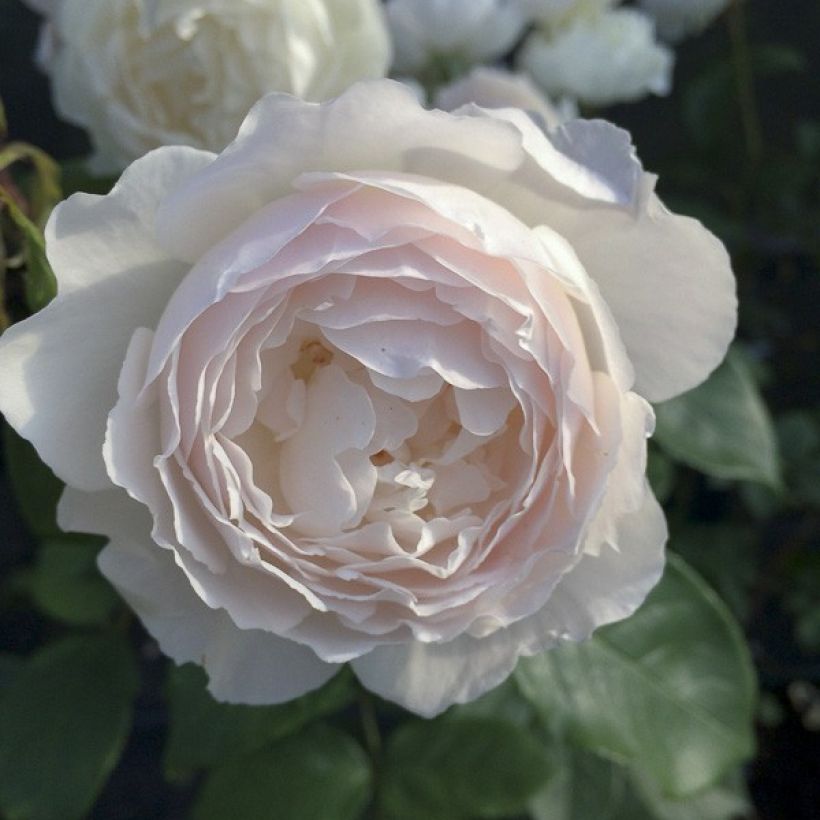 Rosa Desdemona - Stamroos (Bloei)