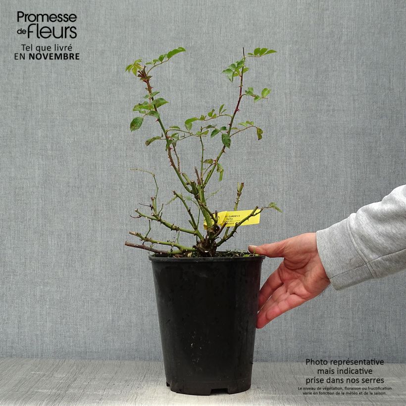Exemplaar van Rosier anglais English Legend Covent Garden Pot de 4L/5L zoals geleverd in de herfst