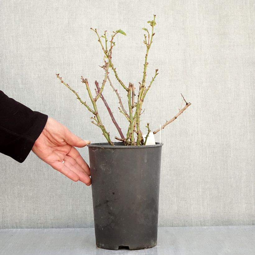 Exemplaar van Rosa Hamlet - Engelse roos Pot van 4 l/5 l zoals geleverd in de herfst