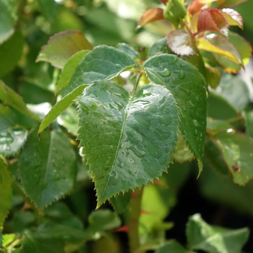 Rosa Amber Abundance - Engelse roos (Blad)