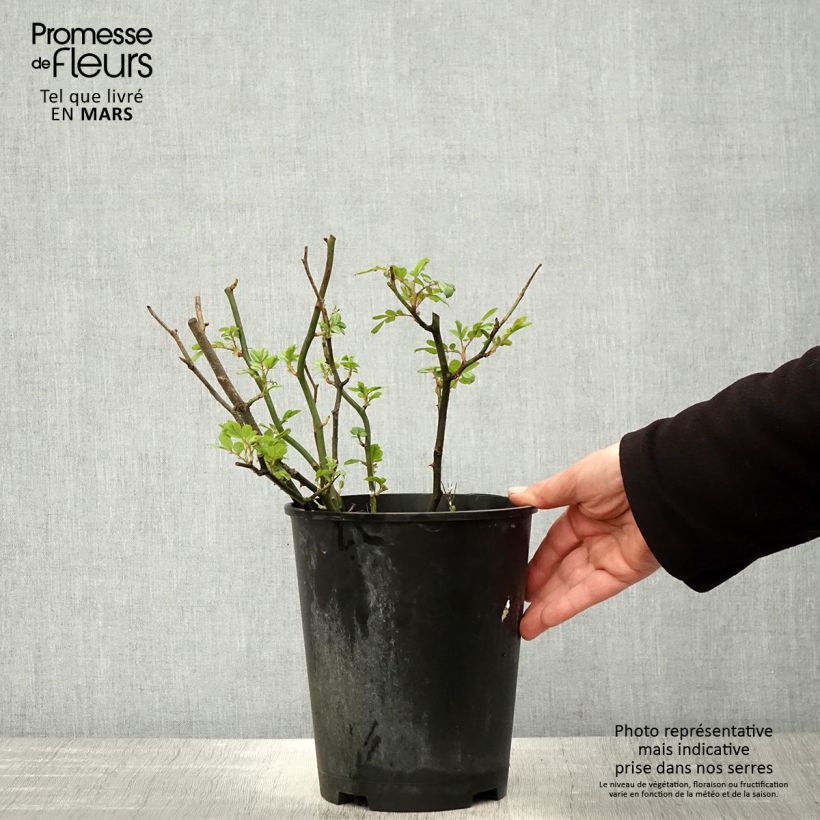 Exemplaar van Rosa Amber Abundance - Engelse roos Pot van 4 l/5 l zoals geleverd in de lente