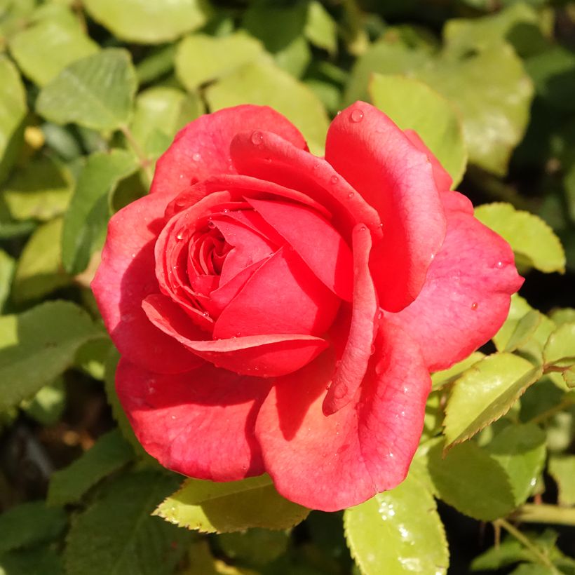 Rosa Sir Lancelot - Engelse roos (Bloei)
