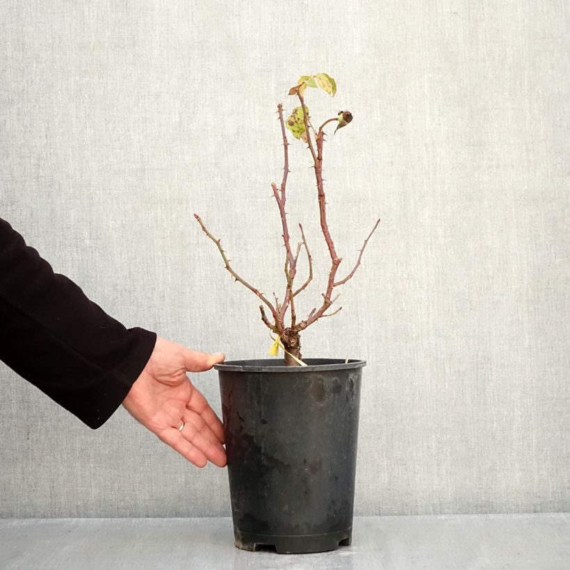 Exemplaar van Rosa Sir Lancelot - Engelse roos Pot van 4 l/5 l zoals geleverd in de herfst