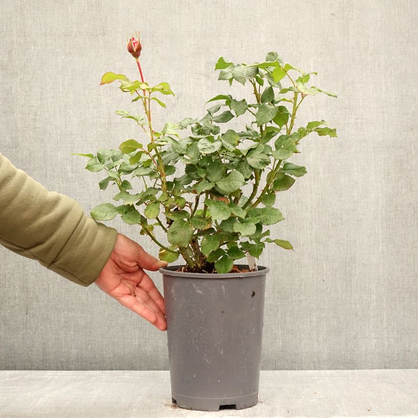 Exemplaar van Rosa Sir Lancelot - Engelse roos Pot van 4 l/5 l zoals geleverd in de lente
