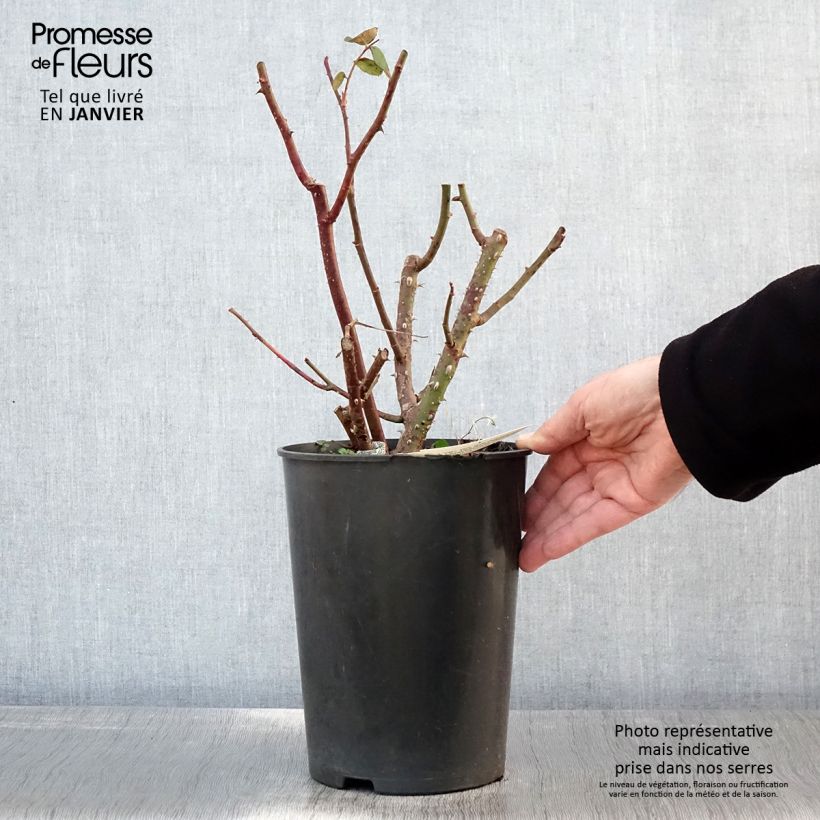 Exemplaar van Rosier anglais Eustacia Vye (syn. Sts Francis and Claire) Pot de 4L/5L zoals geleverd in de winter