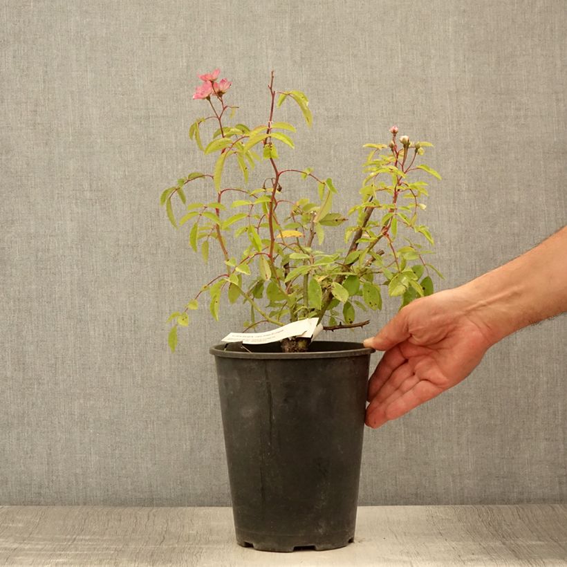 Exemplaar van Rosa moschata Alden Biesen - Muskusroos Pot van 4 l/5 l zoals geleverd in de zomer