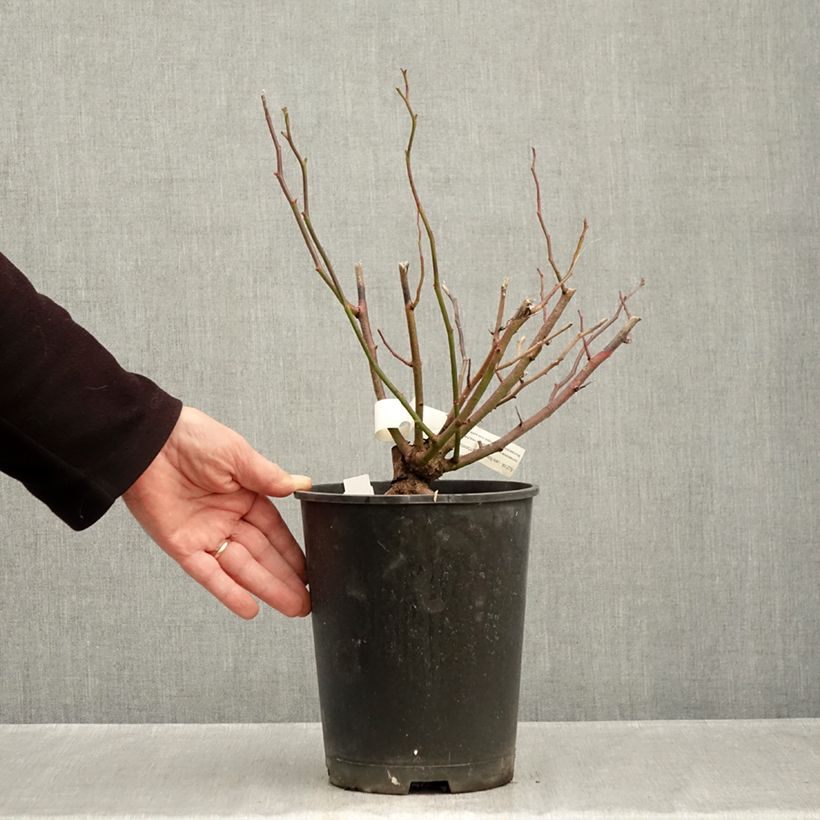 Exemplaar van Rosa Allevia - Trosroos Pot van 4 l/5 l zoals geleverd in de herfst