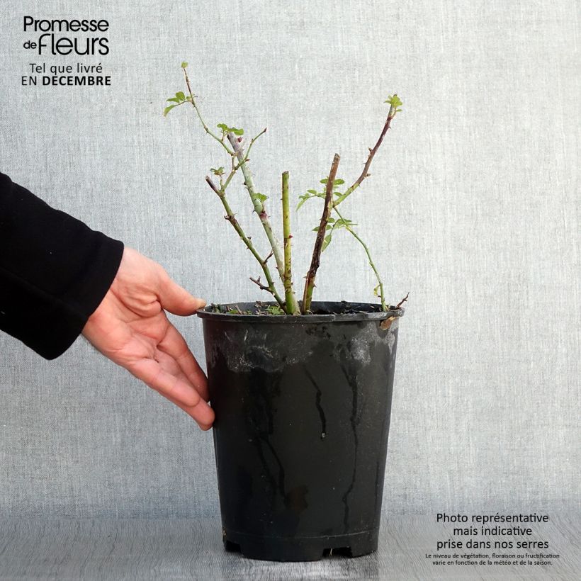 Exemplaar van Rosa moschata Annelies - Muskusroos Pot van 4 l/5 l zoals geleverd in de herfst
