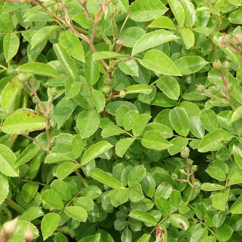 Rosa moschata Annelies - Muskusroos (Blad)