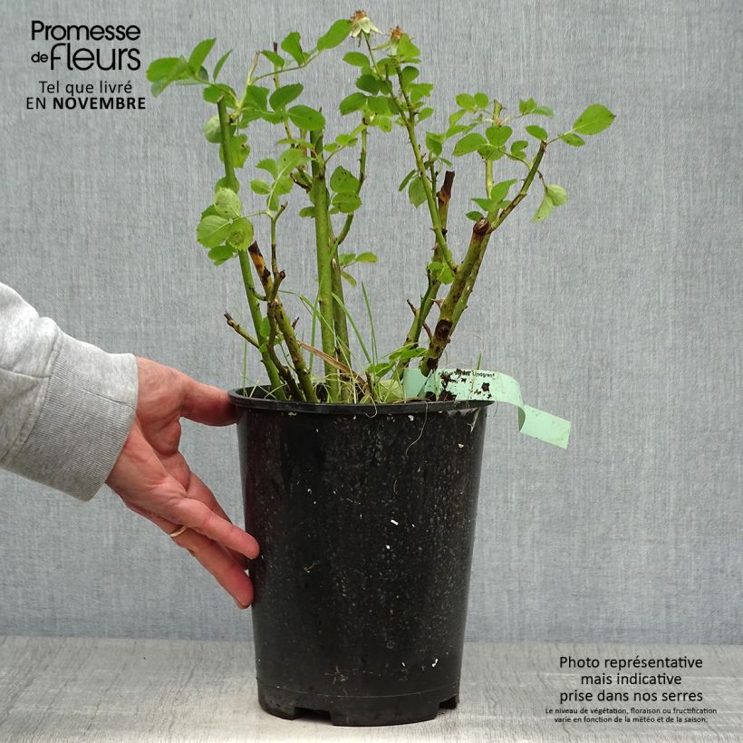 Exemplaar van Rosa Astrid Lindgren - Trosroos Pot van 4 l/5 l zoals geleverd in de herfst