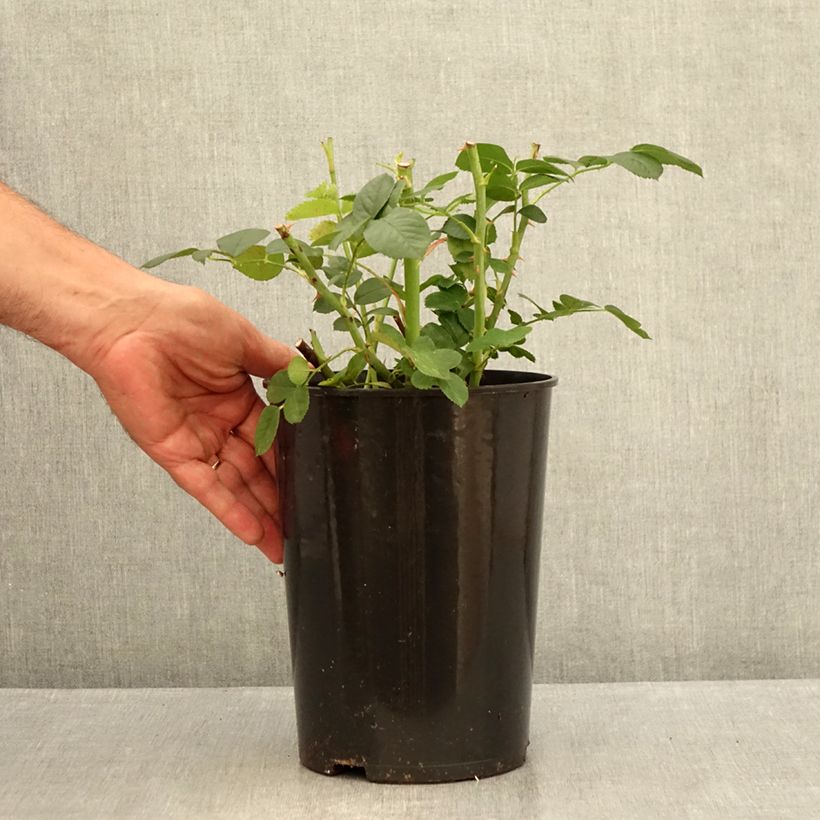 Exemplaar van Rosa Astrid Lindgren - Trosroos Pot van 4 l/5 l zoals geleverd in de zomer