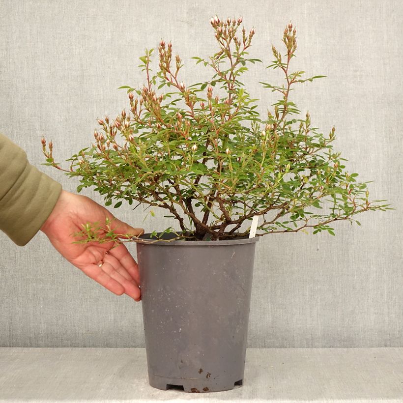 Exemplaar van Rosa Belgian Lace - Polyantharoos Pot van 4 l/5 l zoals geleverd in de lente