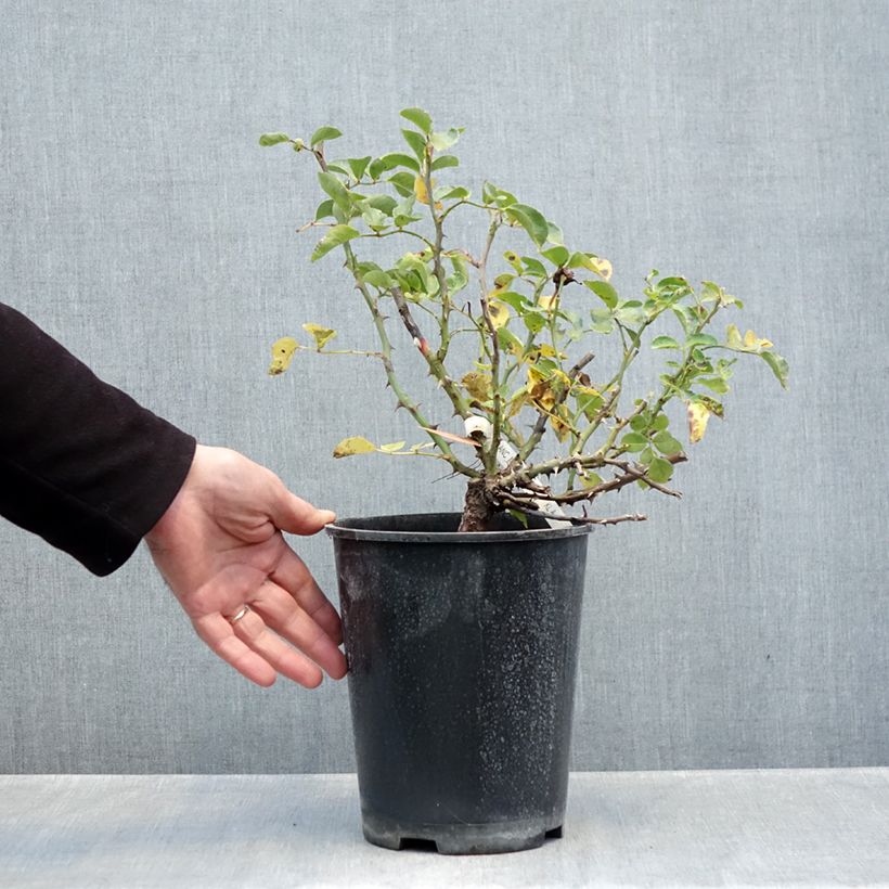 Exemplaar van Rosa White Meidiland - Polyantharoos Pot van 4 l/5 l zoals geleverd in de herfst