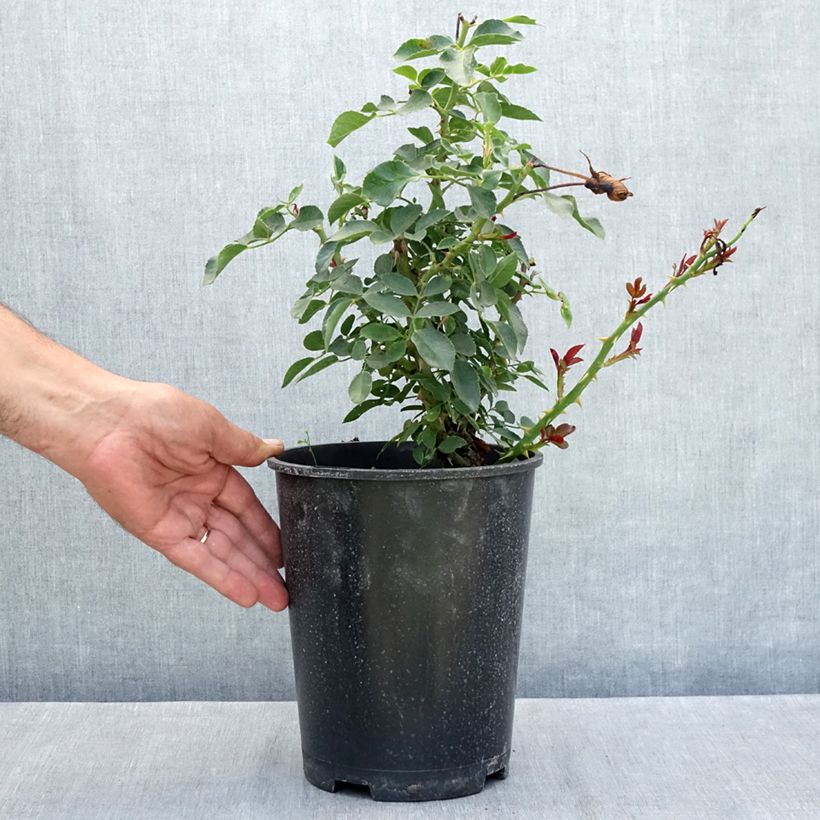 Example of Rosa White Meidiland - Polyantharoos Pot van 4 l/5 l as you get in ete