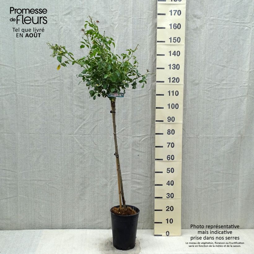 Exemplaar van Rosa Bonica - Polyantharoos Pot van 4 l/5 l zoals geleverd in de zomer