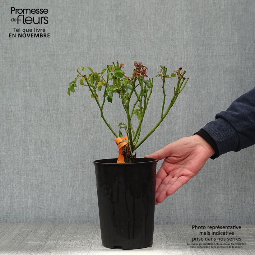 Exemplaar van Rosa Bonica - Polyantharoos Pot van 3 l/4 l zoals geleverd in de herfst