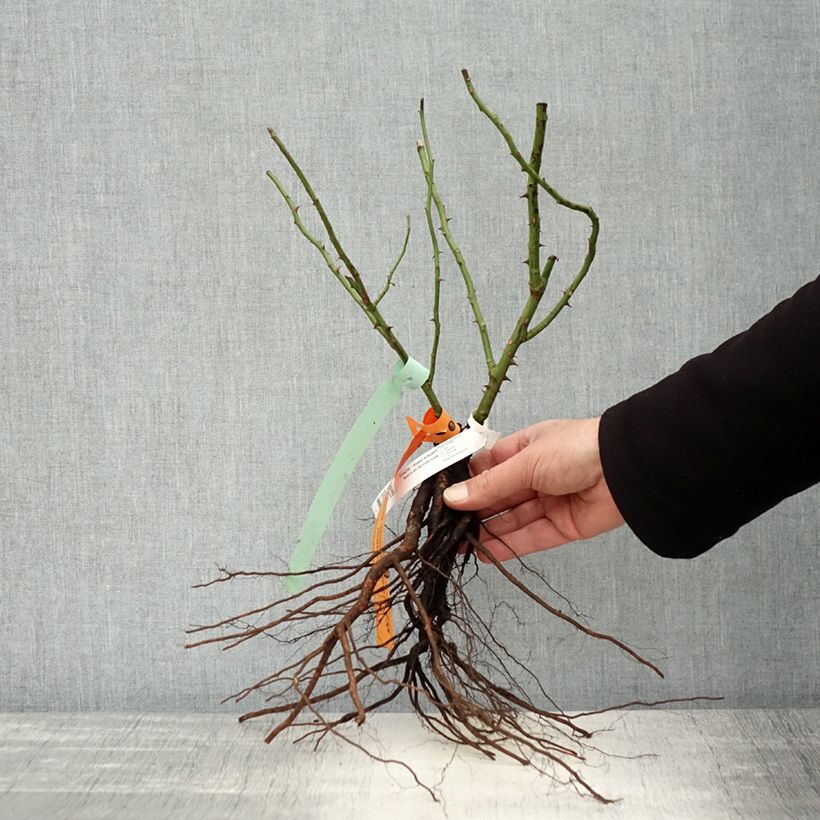 Example of Rosa Bonica - Polyantharoos Naakte wortel as you get in hiver