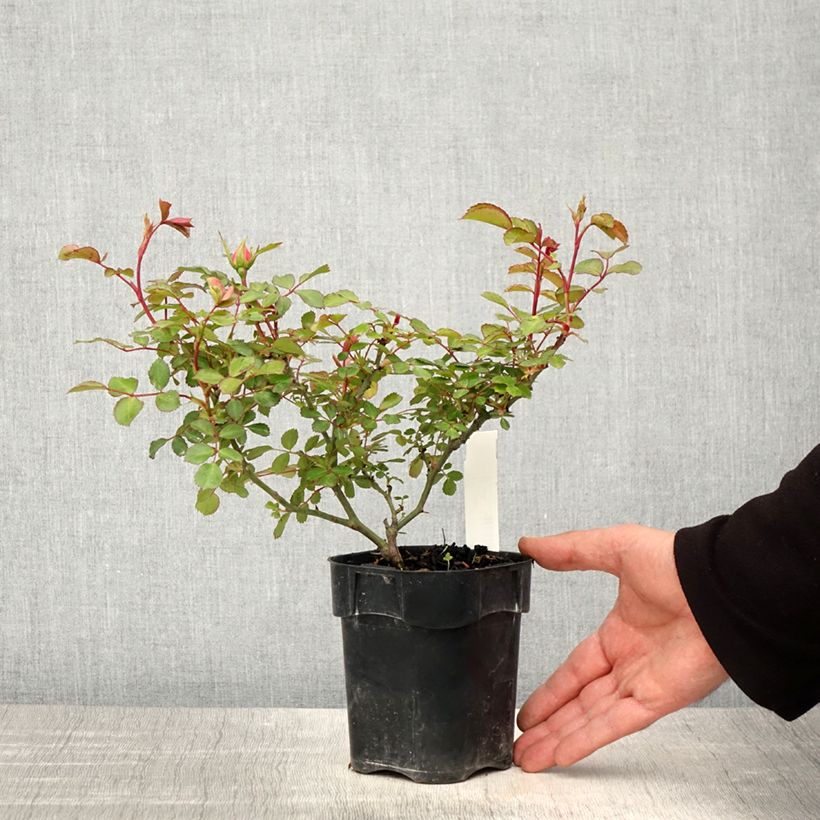 Example of Rosa Bonica - Polyantharoos Pot van 10 cm/11 cm as you get in printemps