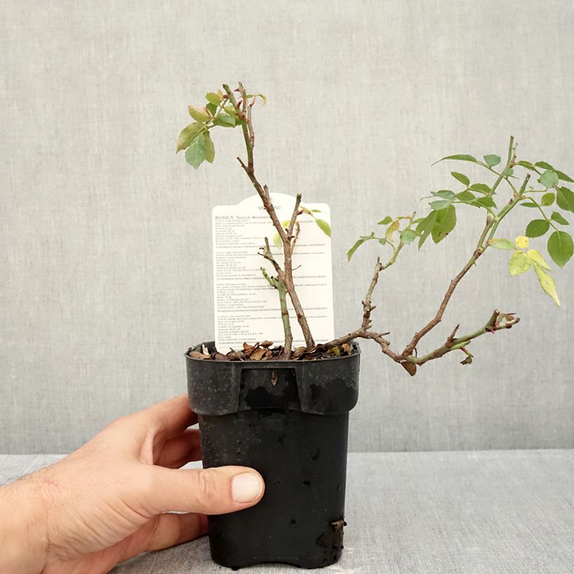 Exemplaar van Rosa Bonica - Polyantharoos Pot van 10 cm/11 cm zoals geleverd in de herfst