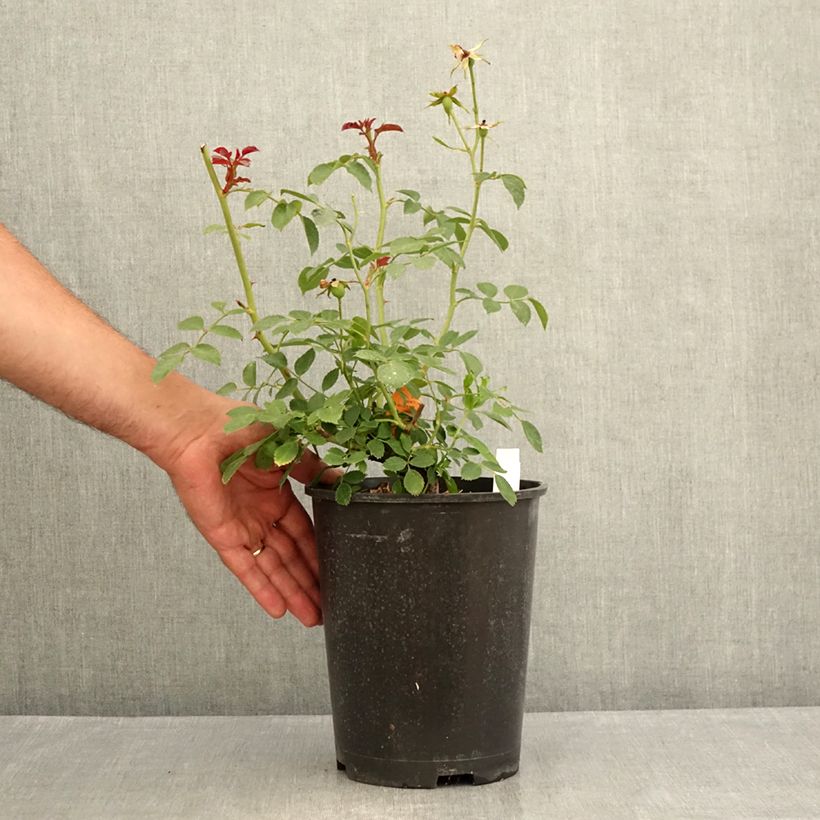Exemplaar van Rosa Bonica - Polyantharoos Pot van 3 l/4 l zoals geleverd in de zomer