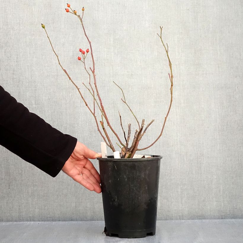 Exemplaar van Rosa Bukavu - Trosroos Pot van 4 l/5 l zoals geleverd in de herfst