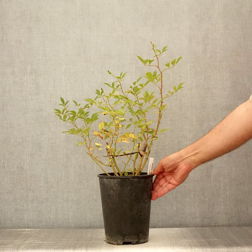 Exemplaar van Rosa Bukavu - Trosroos Pot van 4 l/5 l zoals geleverd in de zomer