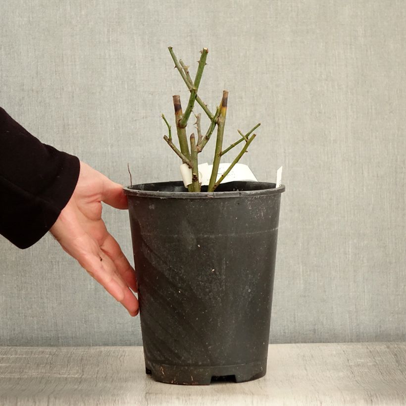 Example of Rosier arbustif Bukavu Pot van 4 l/5 l as you get in hiver