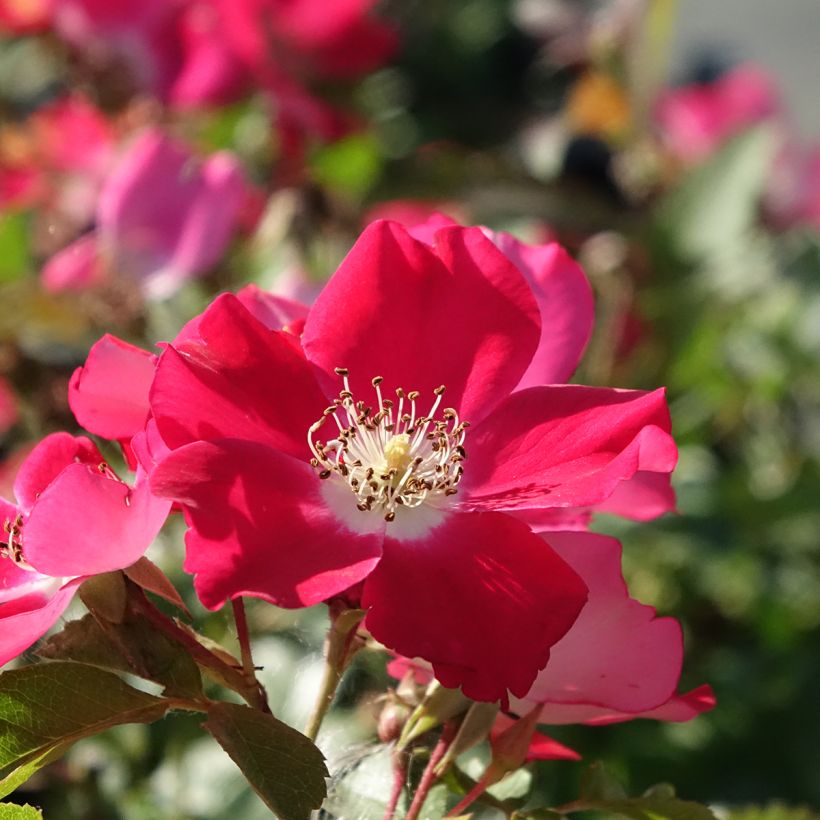 Rosa Candia Meidiland - Polyantharoos (Bloei)