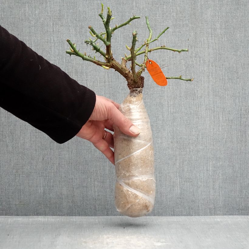 Exemplaar van Rosa Candia Meidiland - Polyantharoos In kluit zoals geleverd in de winter