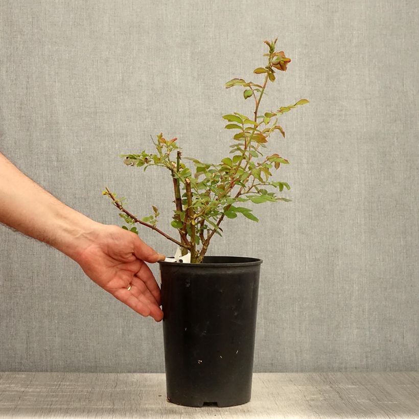 Exemplaar van Rosa Château de Munsbach - Muskusroos Pot van 4 l/5 l zoals geleverd in de lente