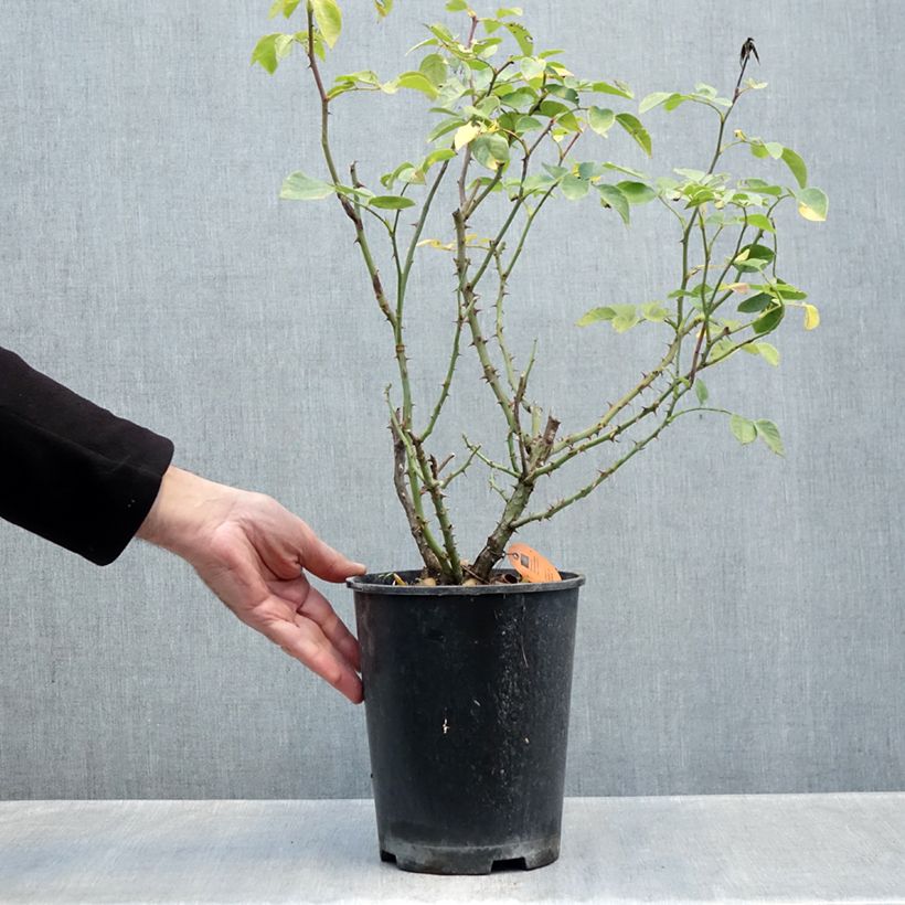 Exemplaar van Rosa Play Rose - Polyantharoos Pot van 4 l/5 l zoals geleverd in de herfst