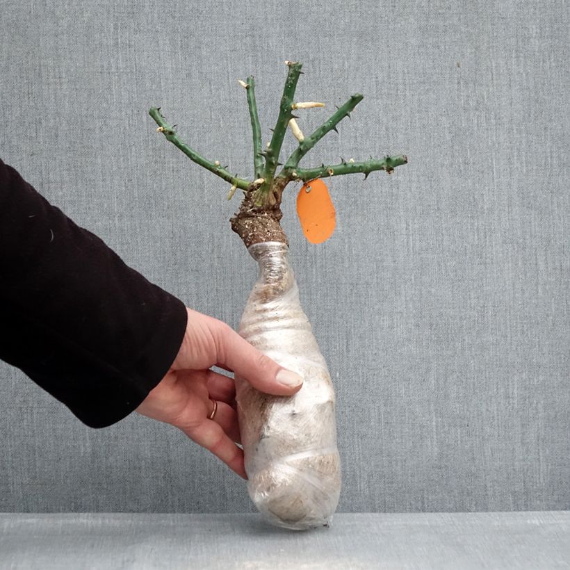 Exemplaar van Rosa Play Rose - Polyantharoos In kluit zoals geleverd in de winter