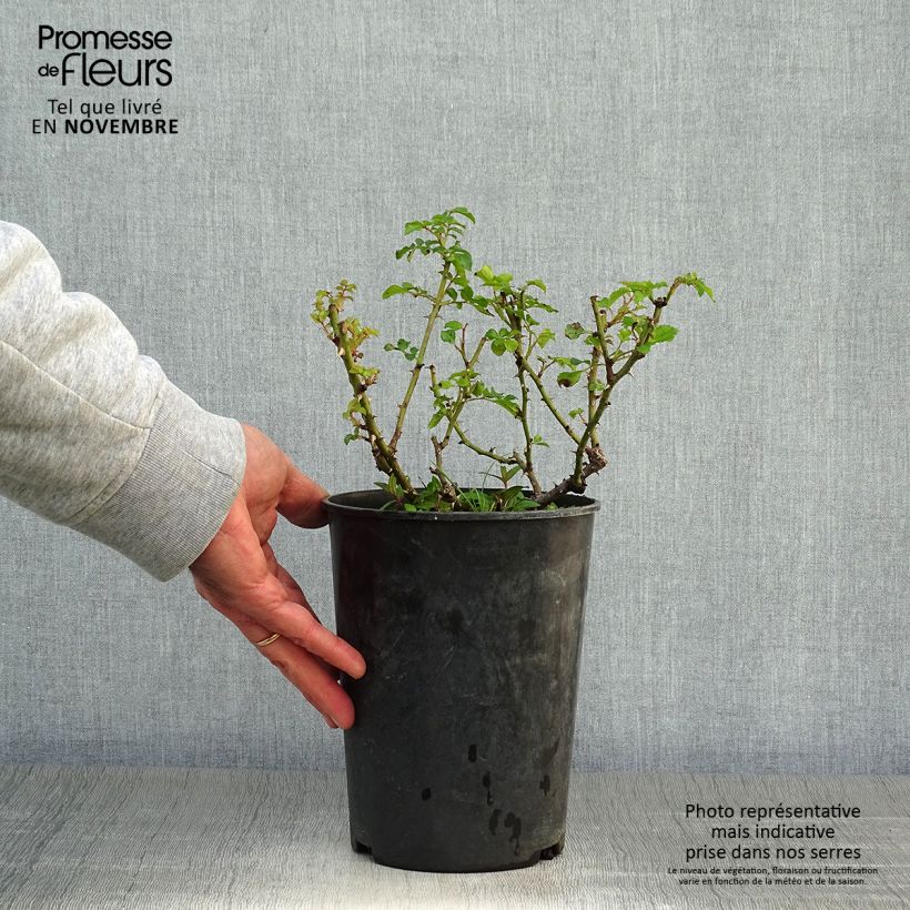 Exemplaar van Rosier arbustif Diamant Rose Pot de 4L/5L zoals geleverd in de herfst