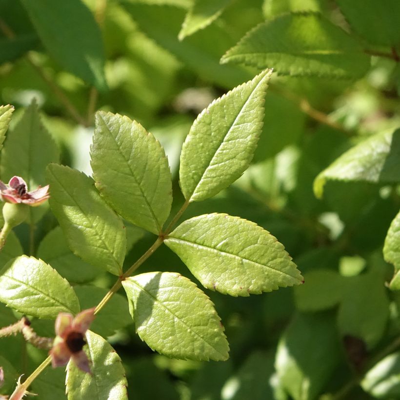 Rosa Dinky - Muskusroos (Blad)