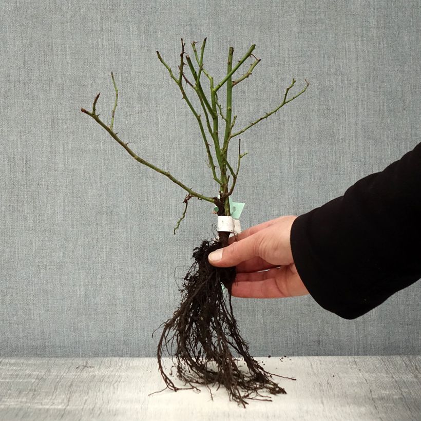 Exemplaar van Rosa Amstelveen - Polyantharoos Naakte wortel zoals geleverd in de winter