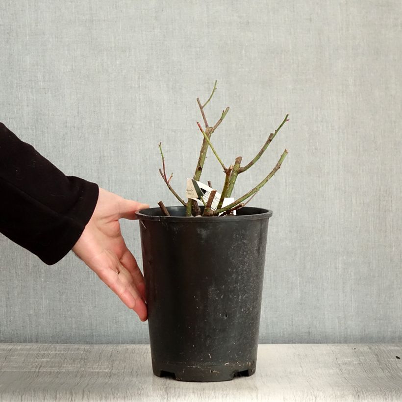 Example of Rosier arbustif Etoile Pourpre Pot van 4 l/5 l as you get in hiver