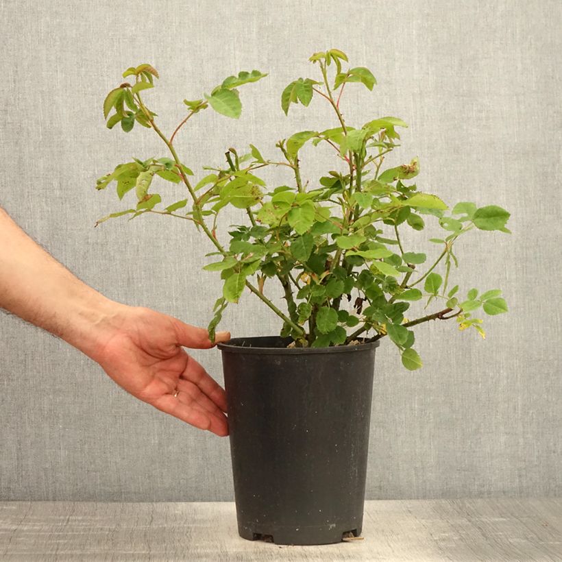 Exemplaar van Rosa Etoile Pourpre - Polyantharoos Pot van 4 l/5 l zoals geleverd in de lente