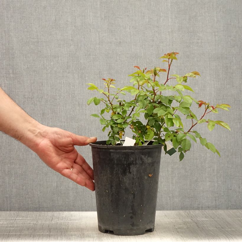 Exemplaar van Rosa Finn's Rose - Muskusroos Pot van 4 l/5 l zoals geleverd in de lente