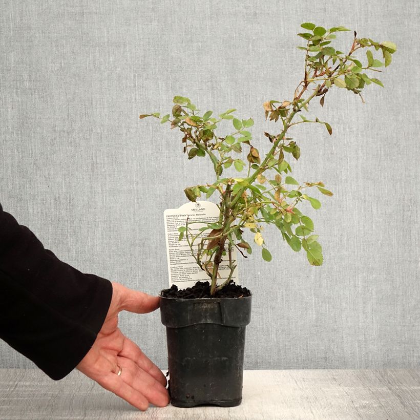 Exemplaar van Rosa Friendly Pink - Polyantharoos Pot van 10 cm/11 cm zoals geleverd in de lente