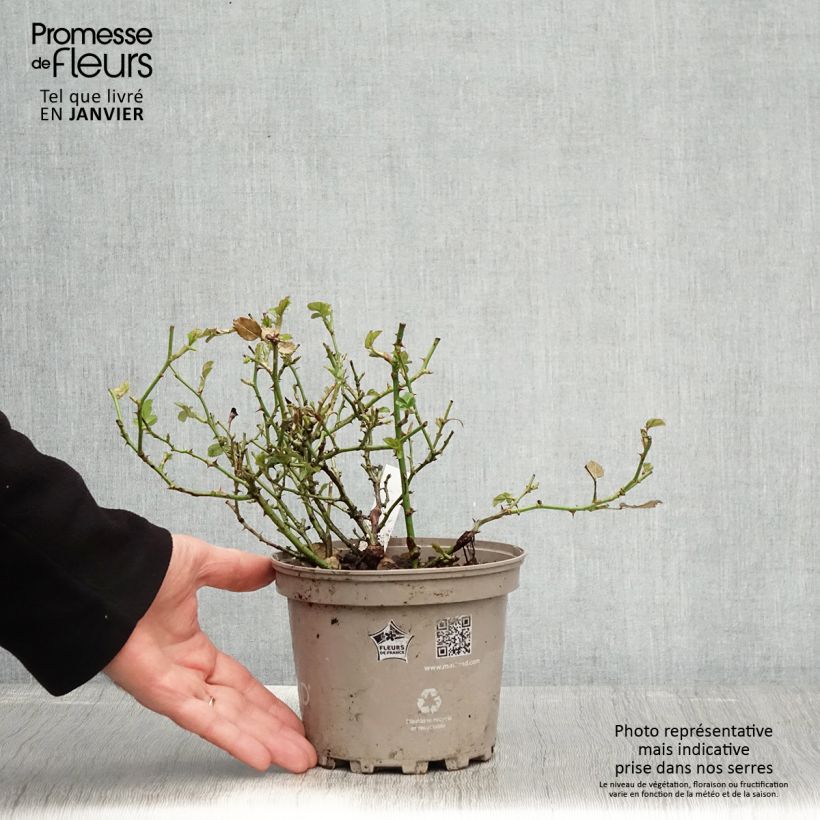 Exemplaar van Rosa Friendly Pink - Polyantharoos Pot van 2 l/3 l zoals geleverd in de winter