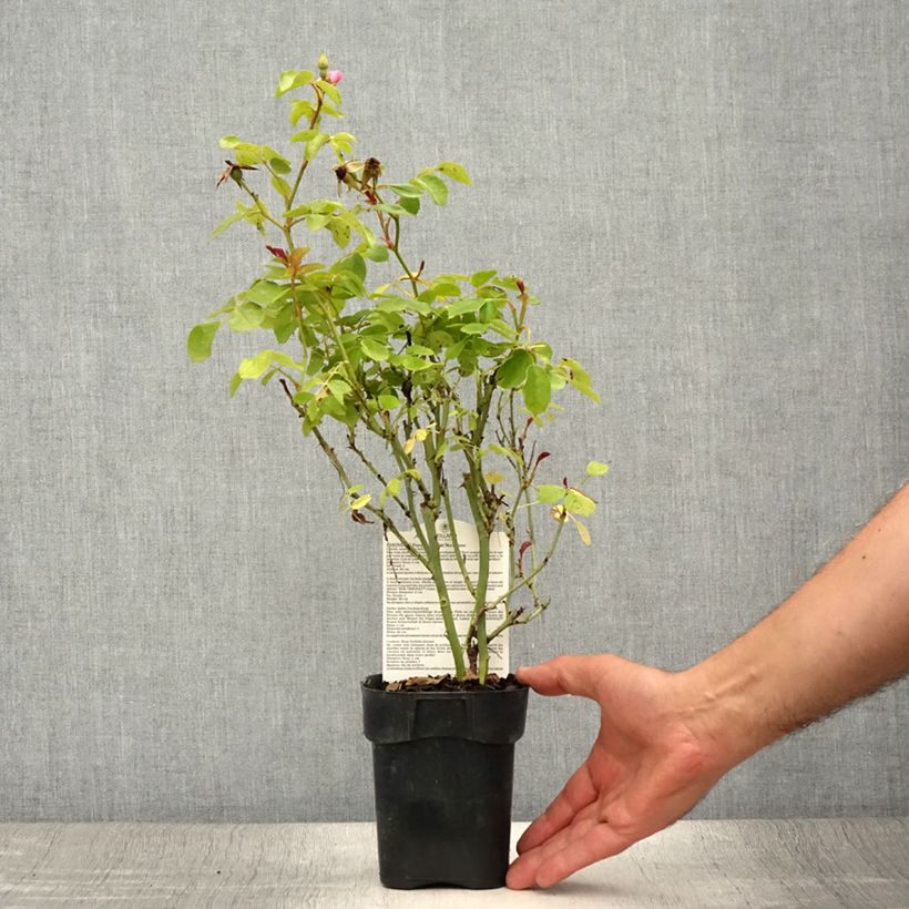 Exemplaar van Rosa Friendly Purple - Polyantharoos Pot van 10 cm/11 cm zoals geleverd in de zomer