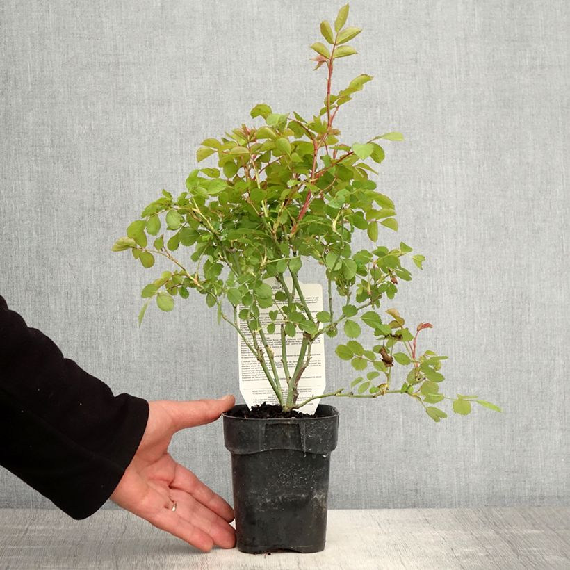 Exemplaar van Rosa Friendly Purple - Polyantharoos Pot van 10 cm/11 cm zoals geleverd in de lente