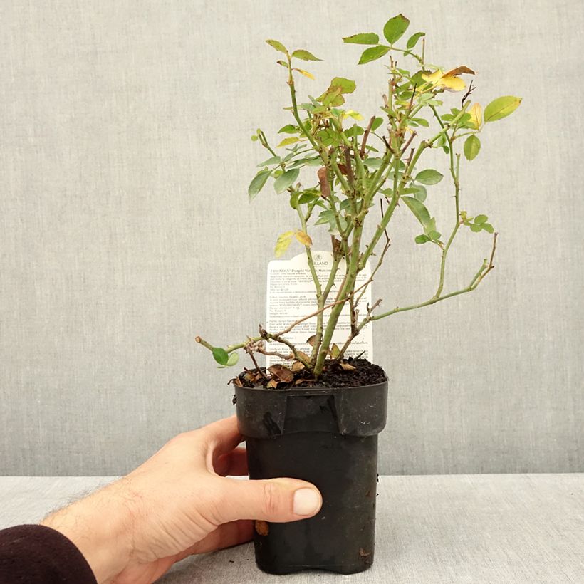 Exemplaar van Rosa Friendly Purple - Polyantharoos Pot van 10 cm/11 cm zoals geleverd in de herfst