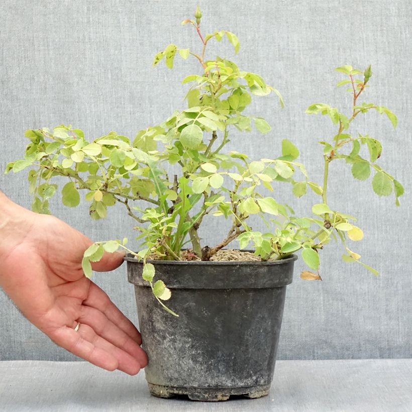 Exemplaar van Rosa Friendly Purple - Polyantharoos Pot van 2 l/3 l zoals geleverd in de zomer