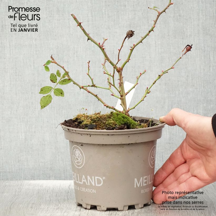 Exemplaar van Rosier arbustif Friendly Purple Meicosme Pot de 2L/3L zoals geleverd in de winter