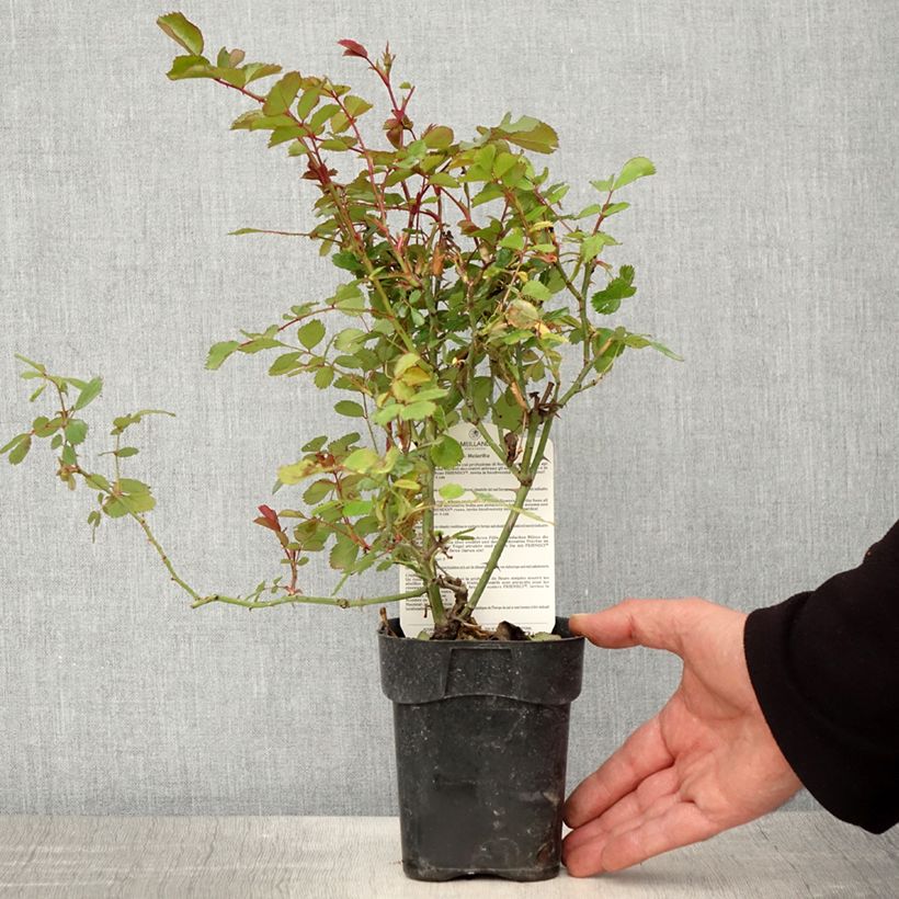 Exemplaar van Rosa Friendly Red - Polyantharoos Pot van 10 cm/11 cm zoals geleverd in de lente