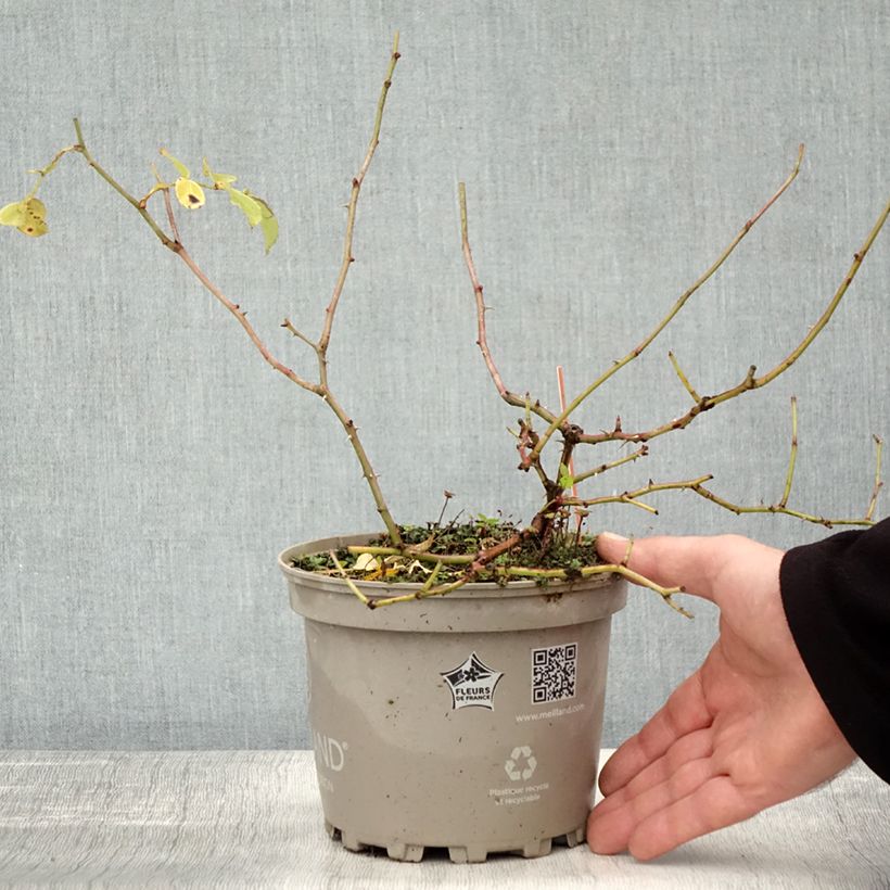 Exemplaar van Rosa Friendly Red - Polyantharoos Pot van 2 l/3 l zoals geleverd in de herfst